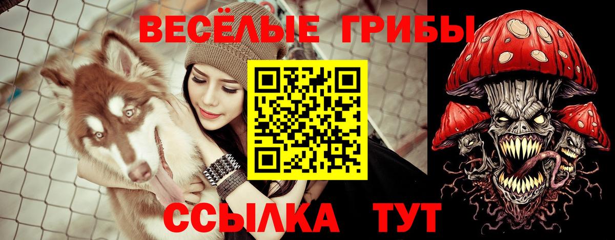 Галлюциногенные грибы Psilocybine cubensis Нерюнгри